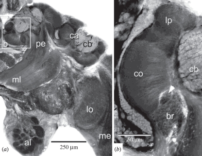 Figure 1.