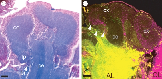 Figure 5.