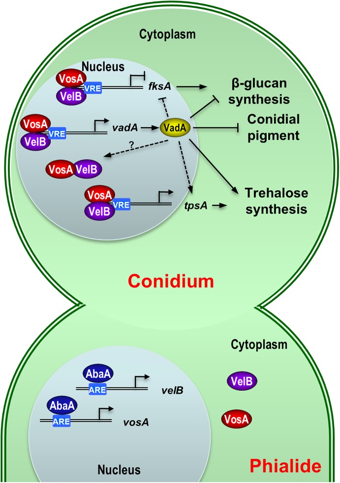 Fig 6