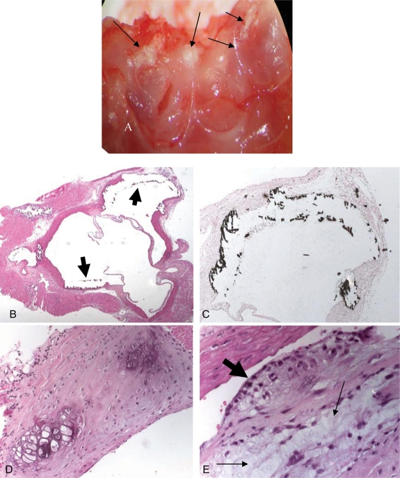 Figure 4