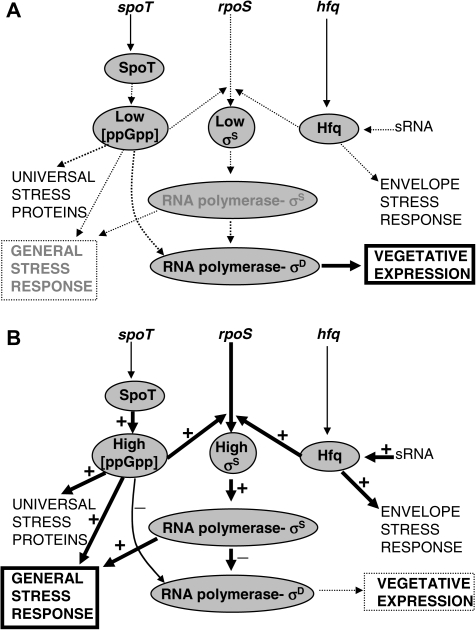 FIG. 1.—