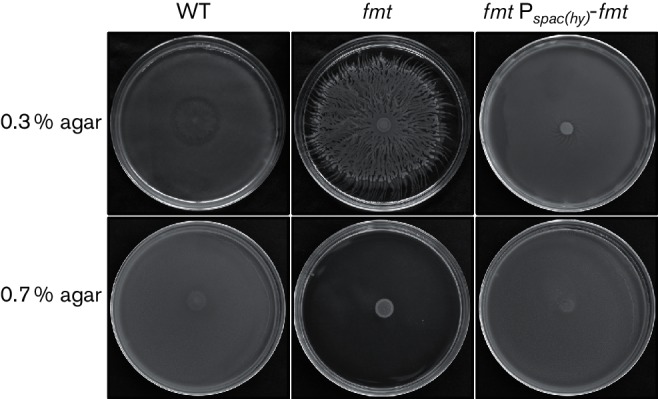 Fig. 6.