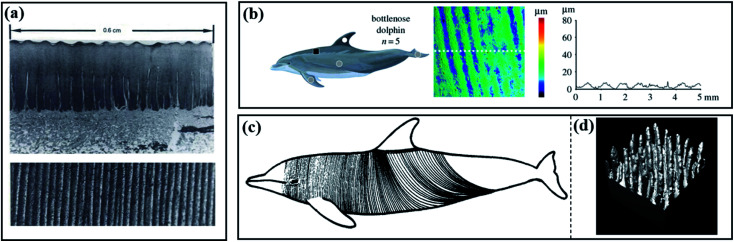 Fig. 8