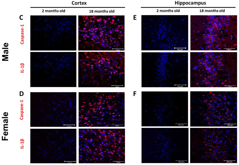 Figure 2: