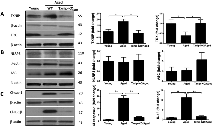 Figure 4: