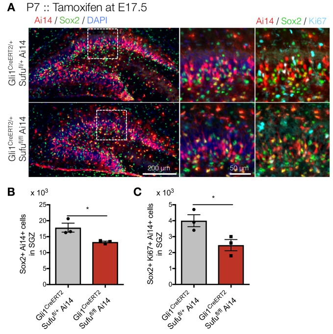 Figure 5—figure supplement 1.