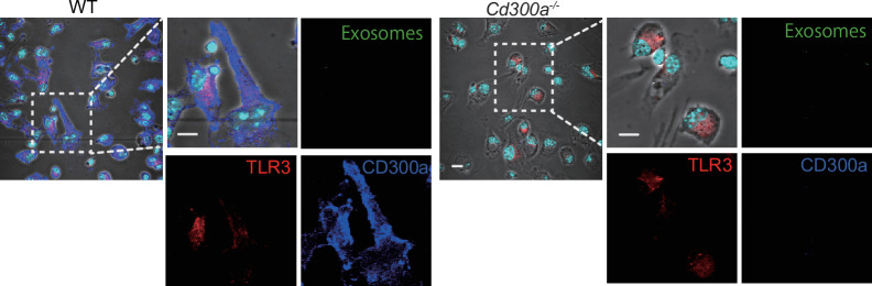 Figure 5—figure supplement 1.