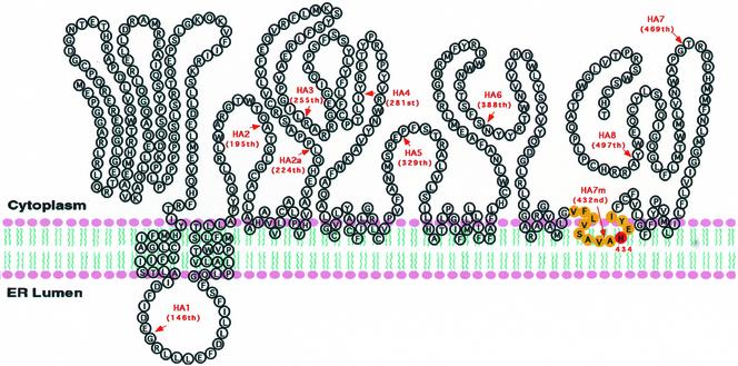 Figure 11.