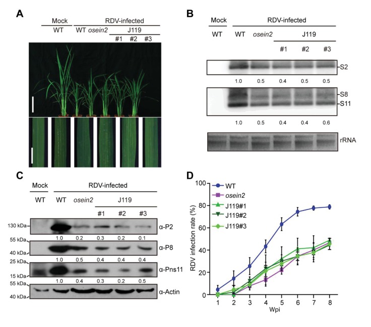 Figure 5—figure supplement 2.