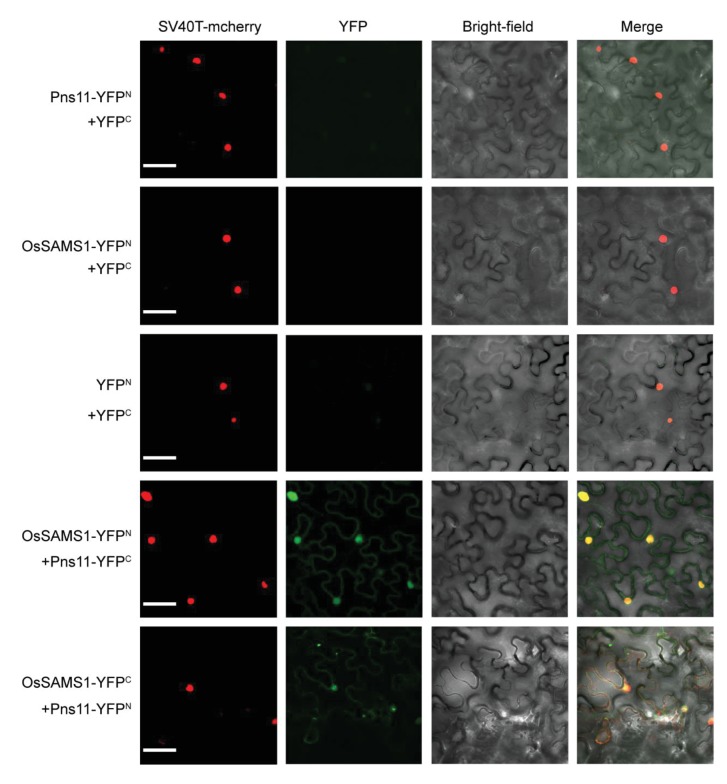 Figure 2—figure supplement 2.