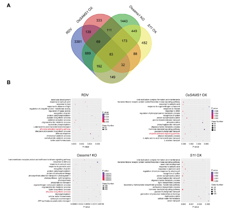 Figure 6—figure supplement 1.