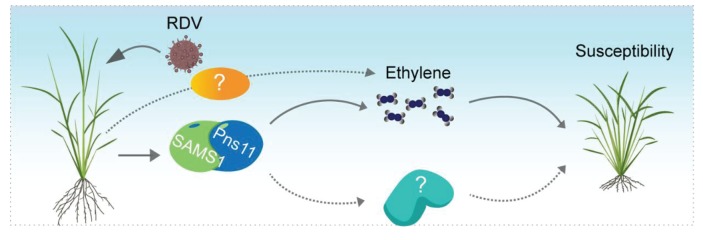 Figure 7.