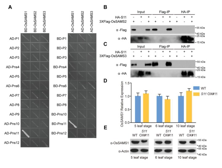 Figure 2—figure supplement 1.