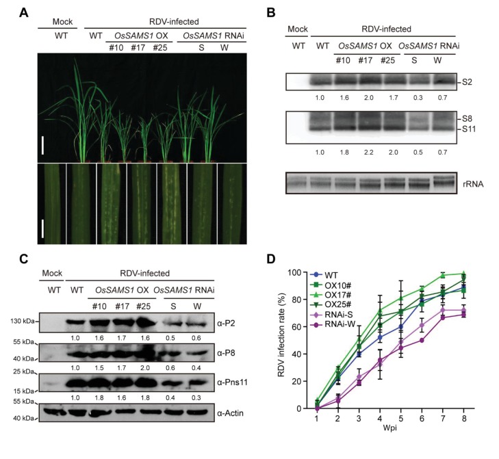 Figure 4—figure supplement 1.