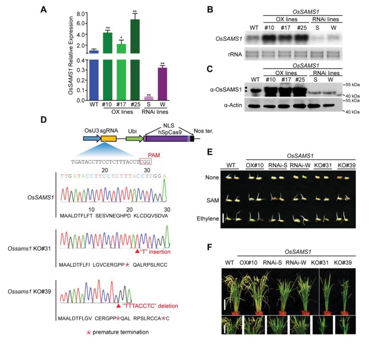 Figure 3—figure supplement 1.