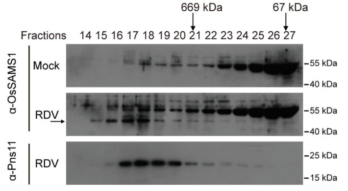 Figure 2—figure supplement 7.