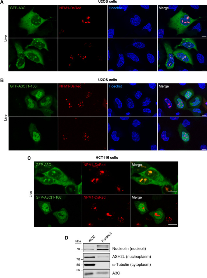 Fig. 10