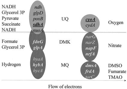 FIG. 2.