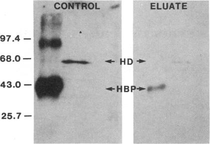 graphic file with name pnas00314-0414-a.jpg