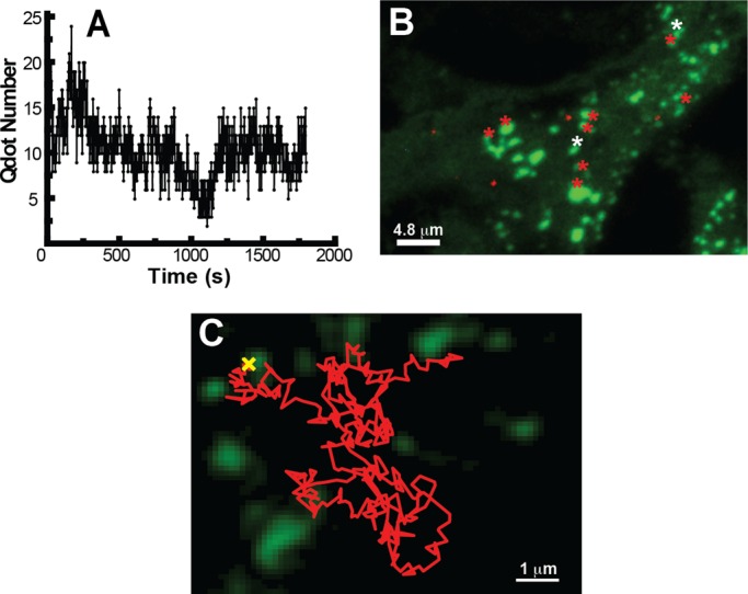 FIGURE 6: