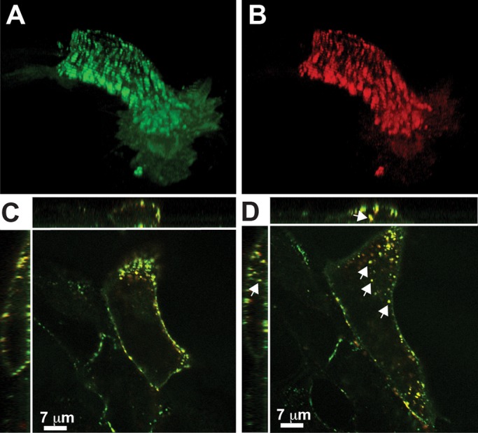 FIGURE 2: