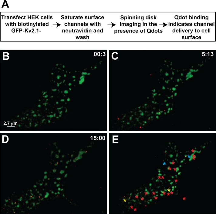 FIGURE 4: