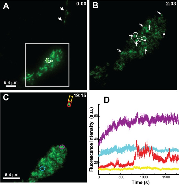 FIGURE 7: