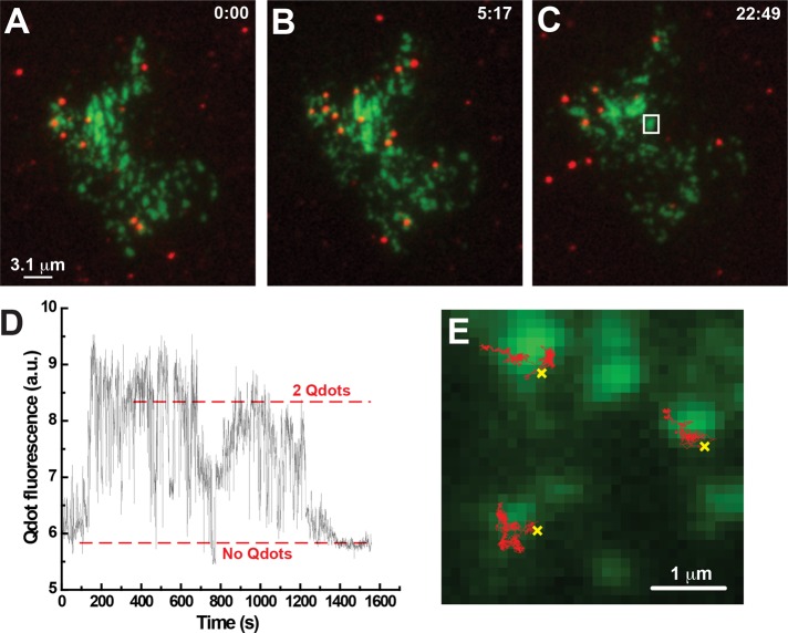 FIGURE 5: