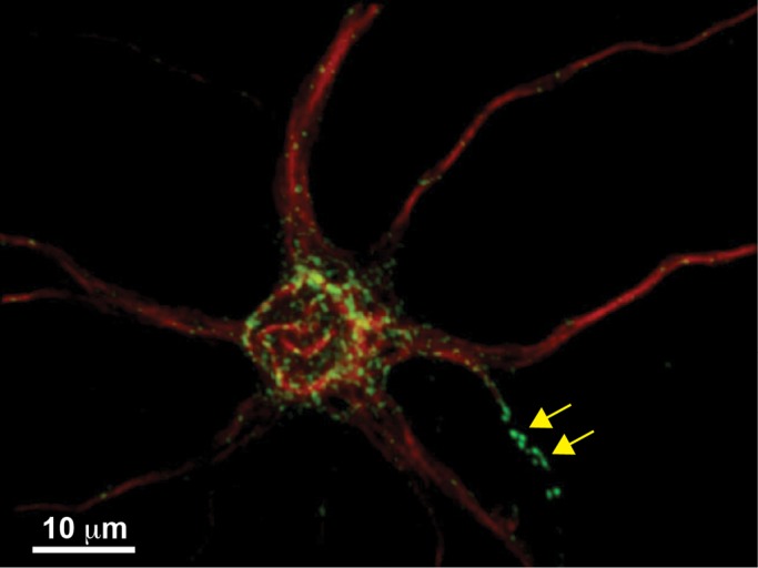 FIGURE 1: