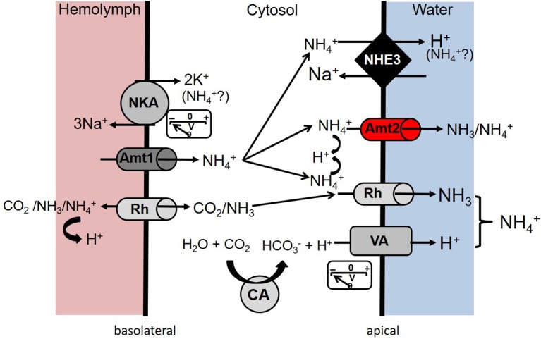 Figure 7