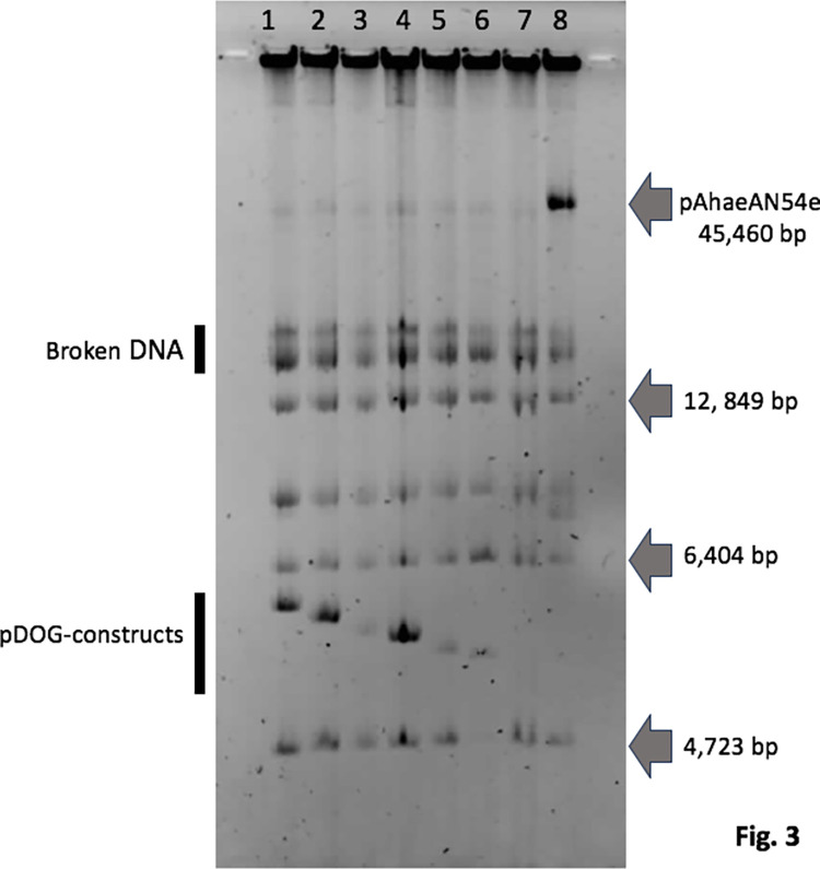 Fig 3