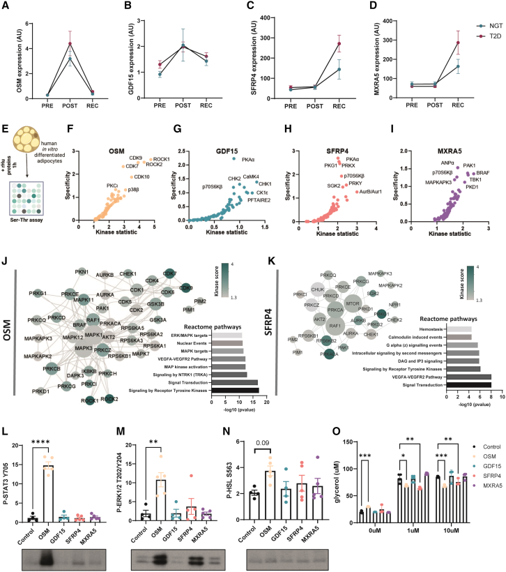 Exercise-induced crosstalk between immune cells and adipocytes in ...