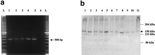 Figure  4