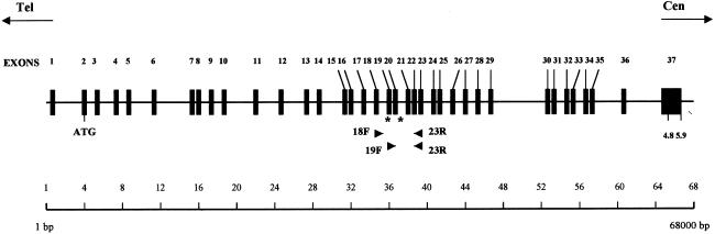 Figure  1