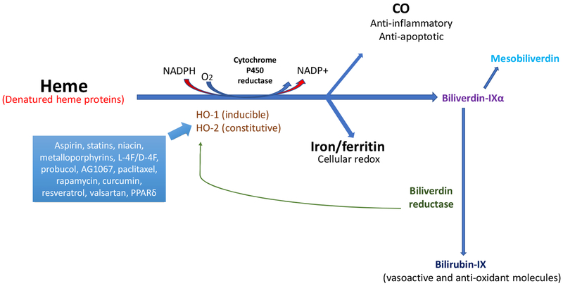 Figure 1: