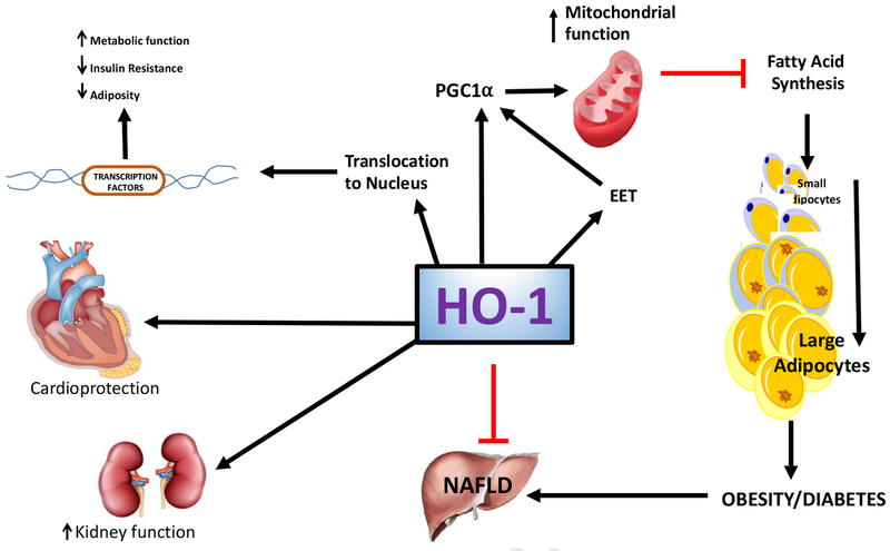 Figure 6: