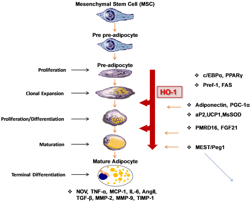 Figure 4: