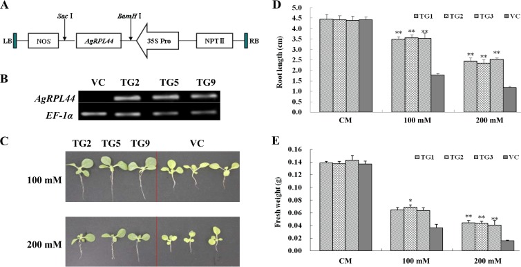 FIG 5