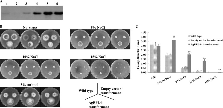 FIG 4