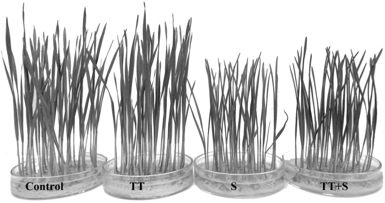 Fig. 1