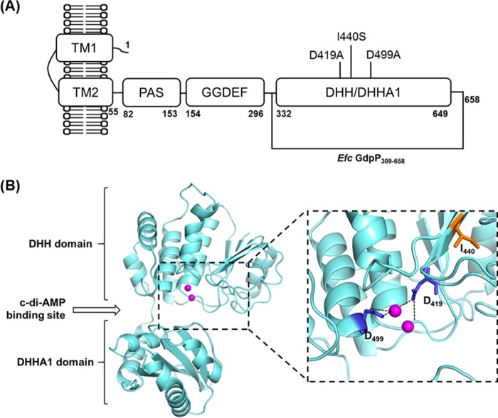 FIG 2