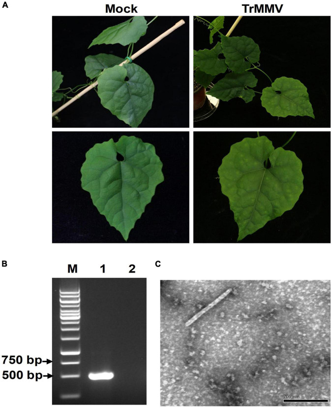 A Distinct Tobamovirus Associated With Trichosanthes Kirilowii Mottle 