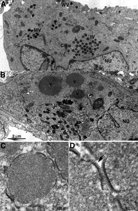 FIG. 8.