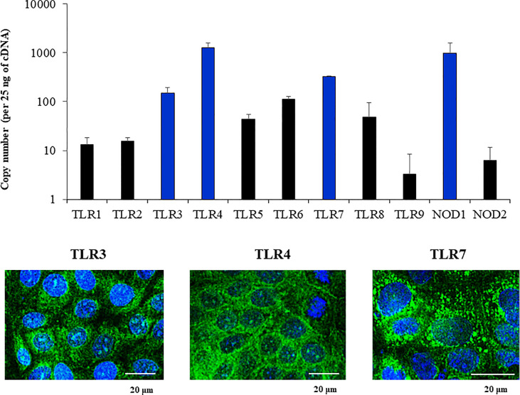 Figure 4