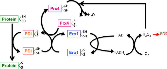 Fig. 5