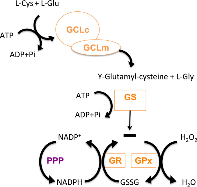 Fig. 1