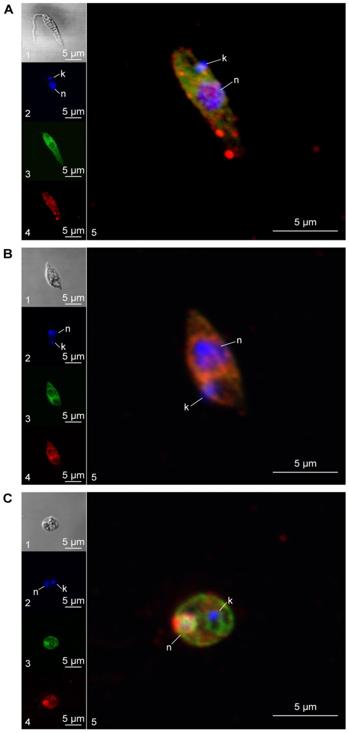 Fig. 4.