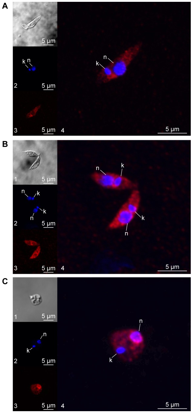 Fig. 3.