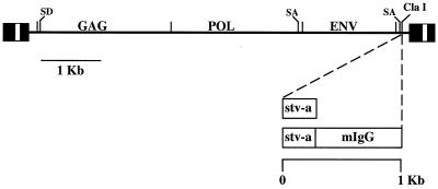 FIG. 1