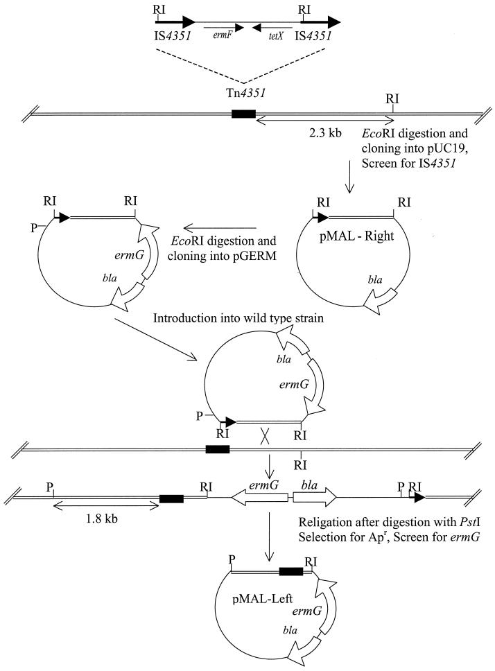 FIG. 1